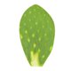 thumbnail image 2 of Nopal limpio por kilo, 2 of 4