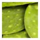 thumbnail image 3 of Nopal limpio por kilo, 3 of 3