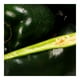 thumbnail image 3 of Chile poblano por kilo, 3 of 3