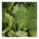 thumbnail image 3 of Cilantro por pieza, 3 of 4