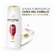 thumbnail image 2 of Shampoo Pantene Pro-V Control caída 700 ml, 2 of 4