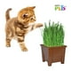 thumbnail image 2 of Pasto para Gato Fancy Pets 1 Pieza, 2 of 4