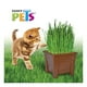 thumbnail image 4 of Pasto para Gato Fancy Pets 1 Pieza, 4 of 4