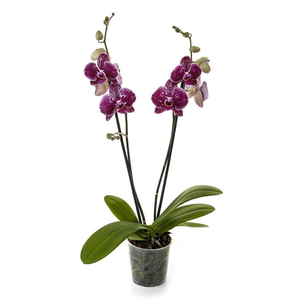 princesa global Aplastar Orquídea phalaenopsis por pieza | Walmart