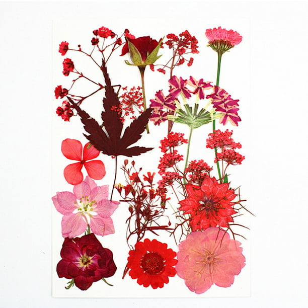 Flores secas online - Catálogo de flores secas envío 24h