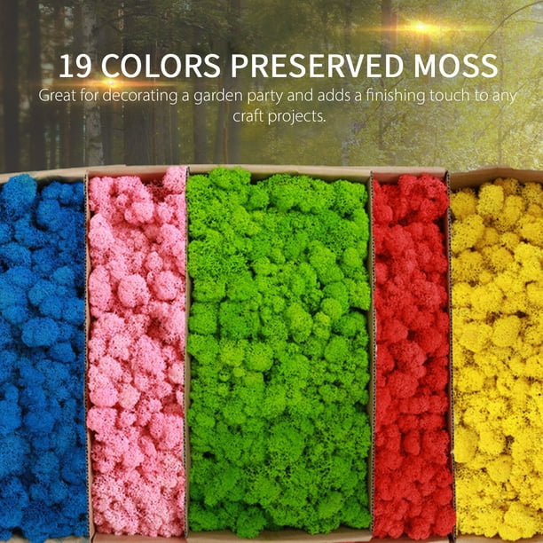 Musgo preservado de 4 colores de musgo de reno, total de 14 onzas cada  color 3.5 onzas, musgo de color para manualidades de musgo, pared de musgo