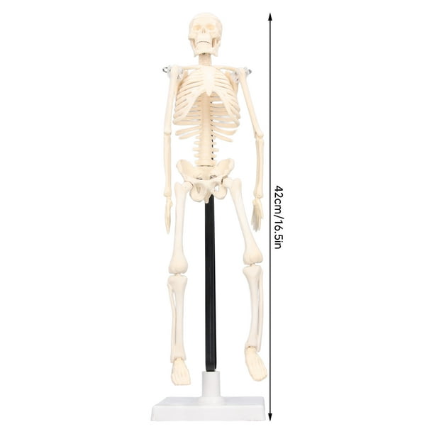  Modelo de esqueleto desmontable, material de PVC de 17.7 in,  estructura ósea del cuerpo humano, multifuncional con varilla de soporte de  metal para experimentos clínicos para enseñanza : Industrial y Científico