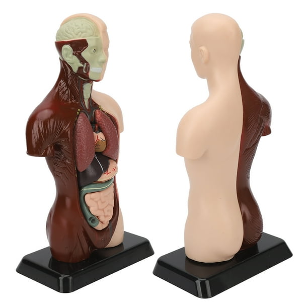 Modelo de torso, modelo de cuerpo humano Modelo de cuerpo humano  desmontable Modelo de torso humano Artesanía excepcional
