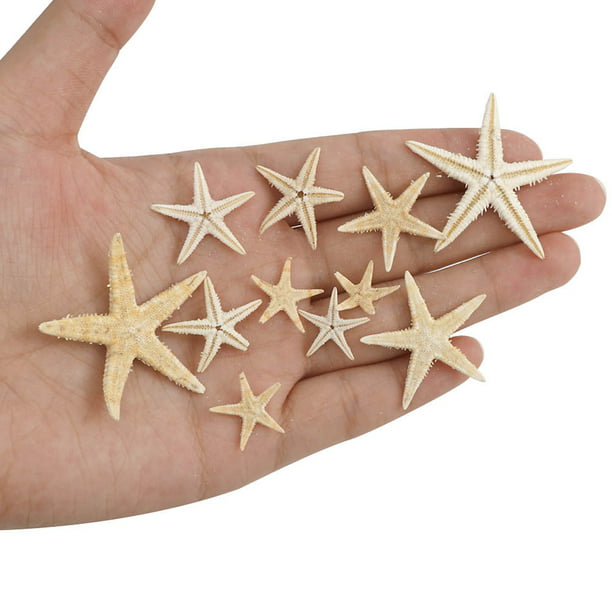 12 unidades de estrellas de mar de 2 a 6 pulgadas mixtas de estrellas de  mar naturales, conchas de mar naturales, estrellas de mar, conchas de pez  de