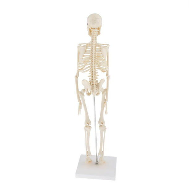 Modelo de torso humano de 45cm, esqueleto desmontable, anatomía del cuerpo  humano - AliExpress