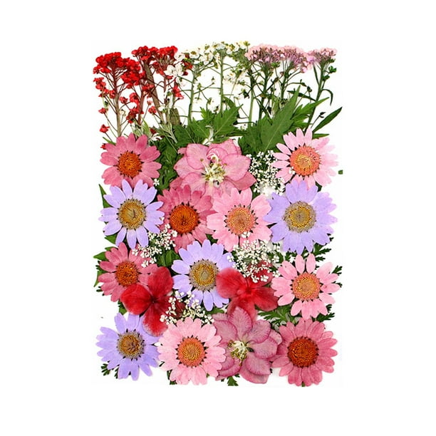 2 cajas de flores secas para resina, flores secas naturales, múltiples  hojas de flores secas, flores mixtas para decoración y suministros para  álbumes