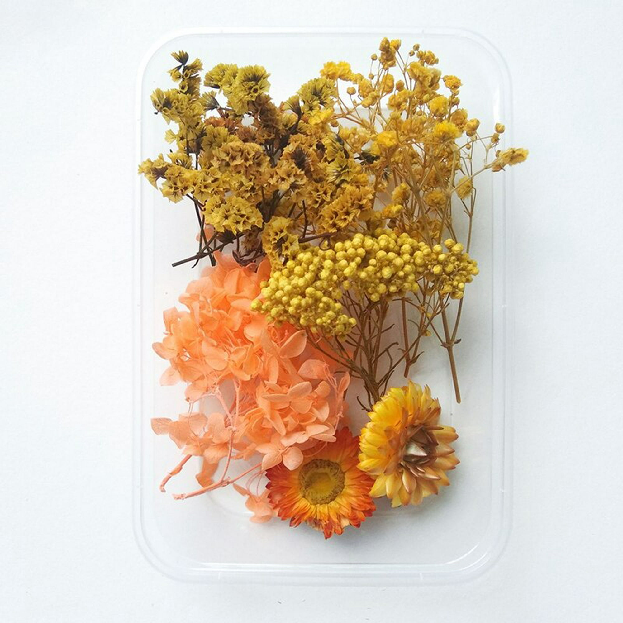 Flores secas naturales DIY, accesorios de resina epoxi, Plantas secas para  hacer funda de teléfono móvil