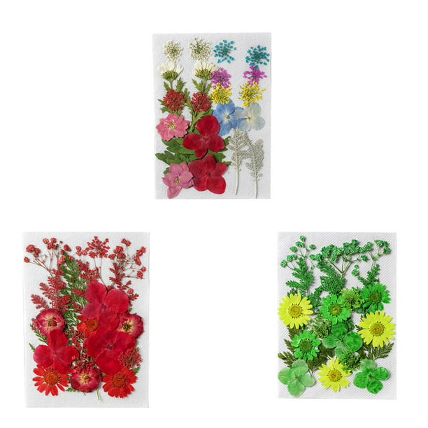Coloridas flores secas Pequeñas plantas florales secas naturales Mini ramos  reales Decoración del hogar