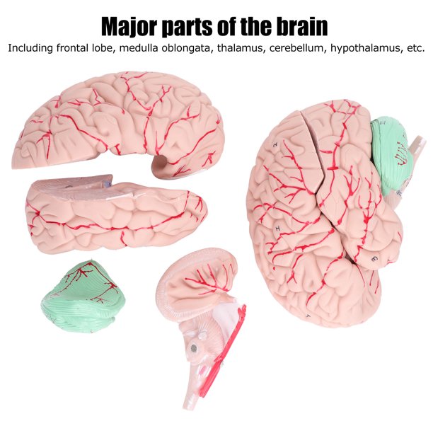 diagrama de partes del cerebro