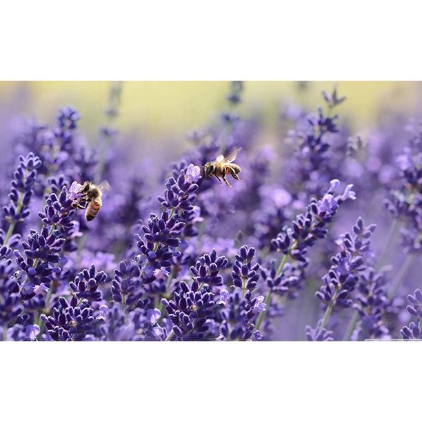  Timoo Paquetes de lavanda seca 100% natural para