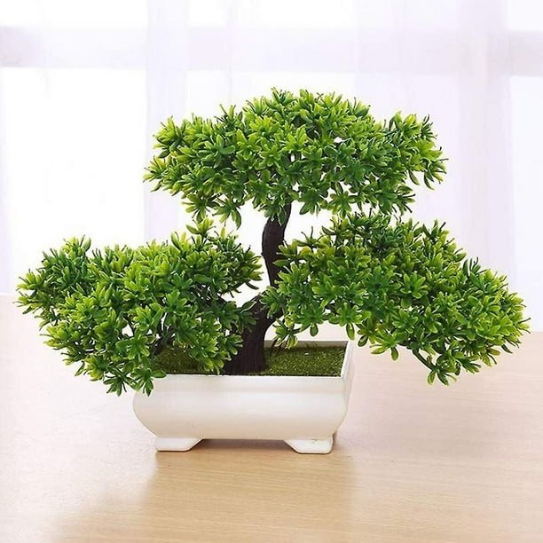  Sala Garden - Bandeja de plástico grande para plantas de árbol  bonsái y plantas de interior de 15.7 x 11.8 x 11.8 in : Patio, Césped y  Jardín