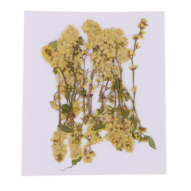 20 piezas secas reales naturales prensadas amarils para manualidades de  adorno de resina DIY Macarena Flores secas prensadas naturales