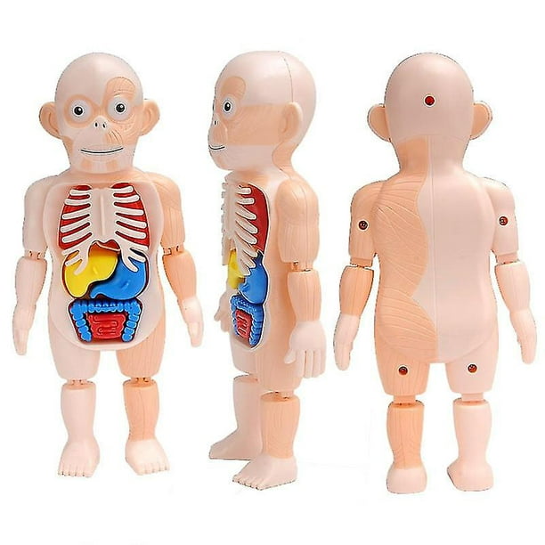1 Juego de juguetes de estructura corporal para niños, modelo de cuerpo  humano desmontable educativo de Laboratorio de Ciencia de la vida humana,  Explore - AliExpress