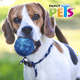 thumbnail image 2 of Juguete para Perro Fancy Pets Pelota Flexible con Sonido Grande 1 pza, 2 of 2