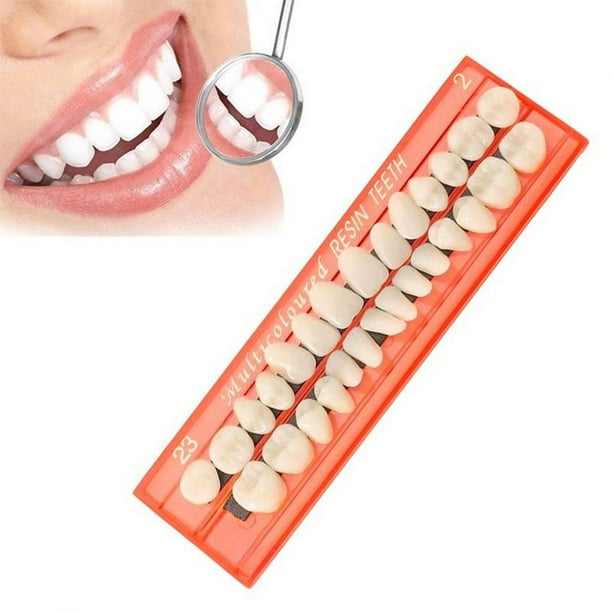 Modelo de dentaduras de resina duradera, dientes postizos universales,  conjunto de 28 unidades de Advancent CE003654-00