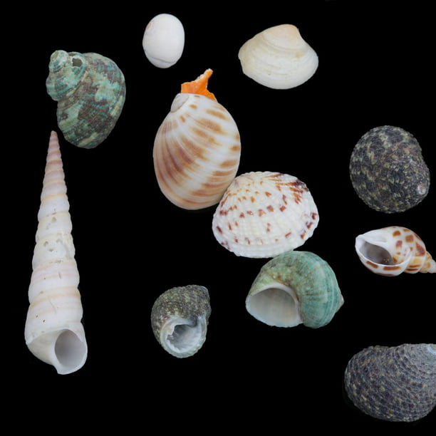 Decoración de concha de mar natural, Artesanía de conchas de mar naturales
