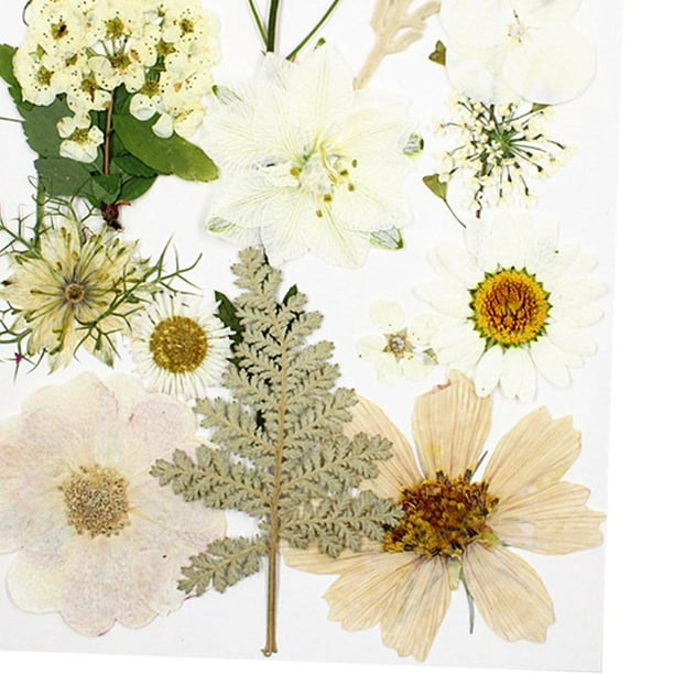 Lyra's Flores naturales prensadas, múltiples flores secas reales coloridas  decorativas para manualidades, flores planas secas y hojas para moldes de