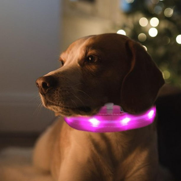 Collar de perro con luz LED con pilas, suministros para mascotas, cachorros, luz nocturna para gatos jinwen luminoso | Walmart en línea