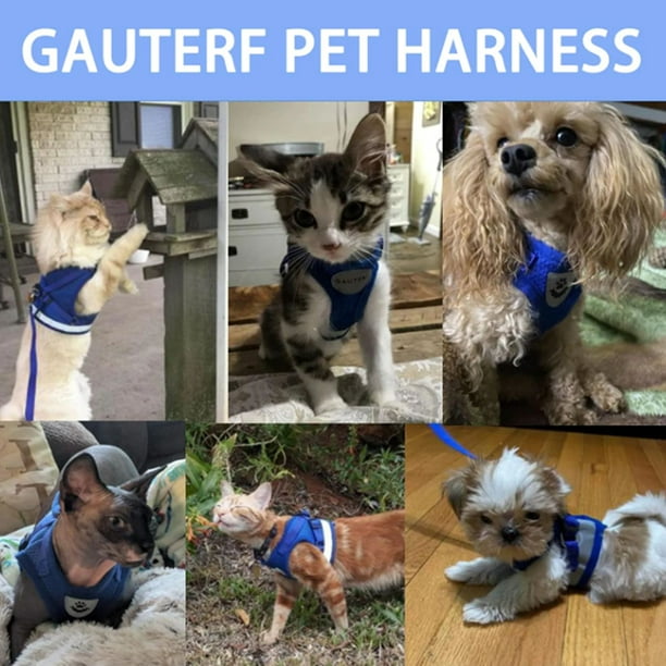 GAUTERF - Arnés para gatos y cachorros con correas, arnés de gato a prueba  de escape, chaleco