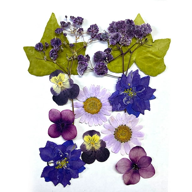 Flores prensadas de resina para molde de resina, hojas de flores secas de  margaritas reales naturales con pinzas para álbumes de recortes, accesorios