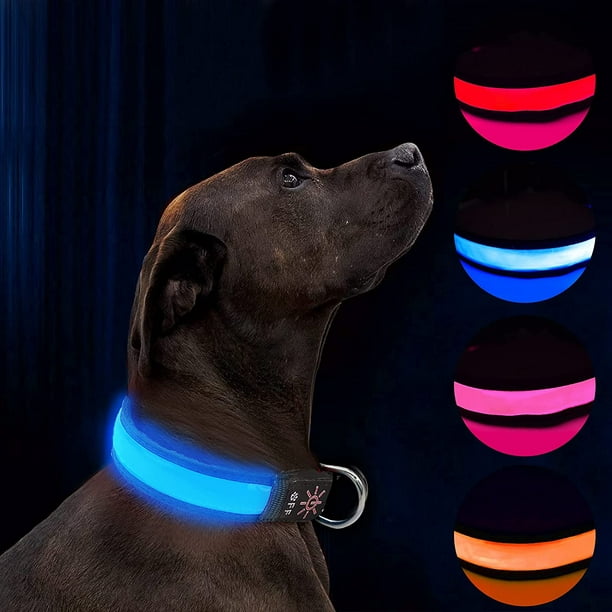 Luces para perros en la oscuridad, cinco accesorios que evitan
