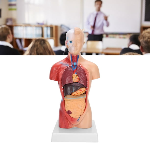 Modelo de Torso humano de 28cm, órganos internos desmontables, enseñanza,  modelo de ensamblaje anatómico