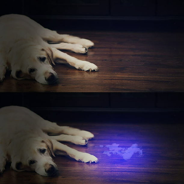 Linterna de luz ultravioleta de luz negra, 21 LED de 395 nm, mini detector  de orina de mascotas para perros y gatos, manchas secas, curado de resina
