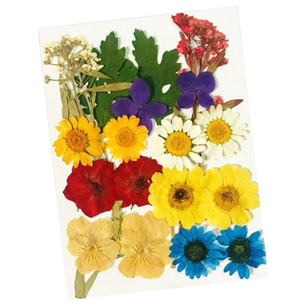 Flores Secas Decorativas Para Uñas Manualidades 12 Pack