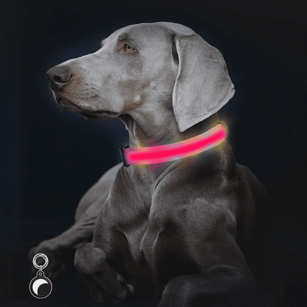 Ilumine la luz del collar de perro para el clip nocturno en el collar de  perro LED, brillante y alta Adepaton Correas y Collares para Perros