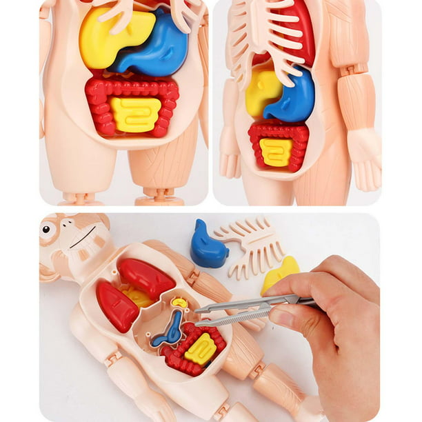 Modelo de Torso humano de 28cm, órganos internos desmontables, enseñanza,  modelo de ensamblaje anatómico