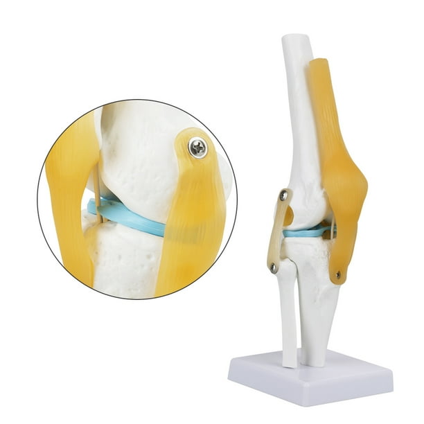 Anatomía de la articulación de la rodilla
