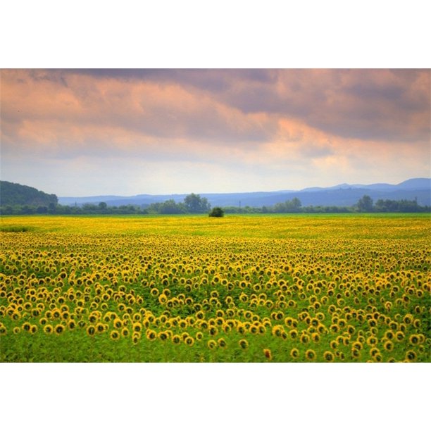 ABPHQTO Fondo amarillo de 150x220cm, accesorios de estudio fotográfico para  niños, fondos de fotogra ABPHQTO