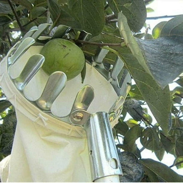 16 cm de diámetro] Yeoman Recolector de frutas de metal Telescópico Huerto  Jardinería Herramienta para recoger árboles grandes 1 pieza, Plata