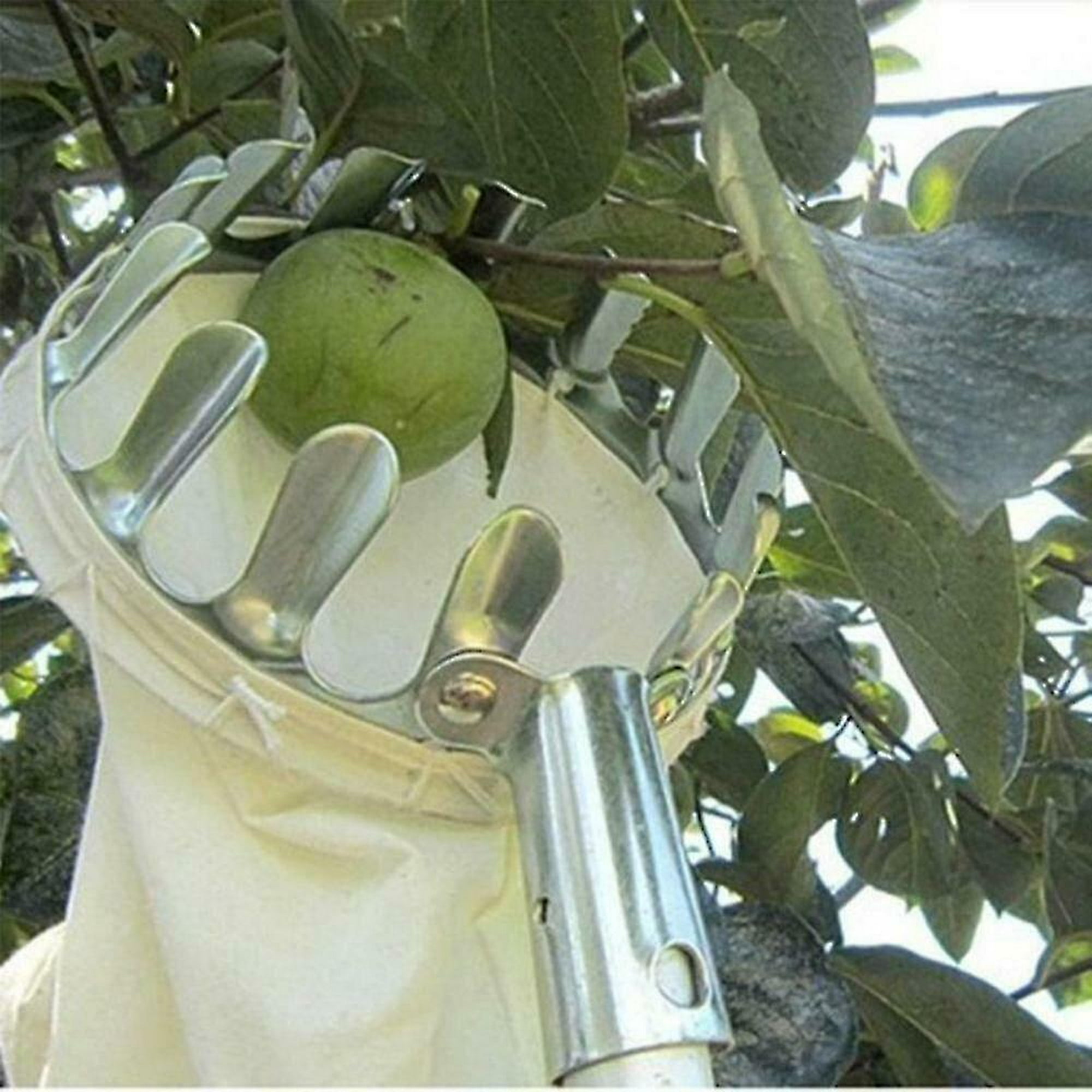 16cm diámetro] Recolector de frutas de metal Yeoman Huerto telescópico  Jardinería Herramienta de recolección de árboles altos 1 pieza, plata