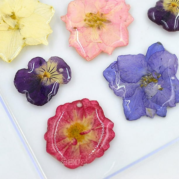 20 piezas de flores secas reales, flores secas para manualidades,  fabricación de resina para álbumes Baoblaze Flores secas naturales secadas