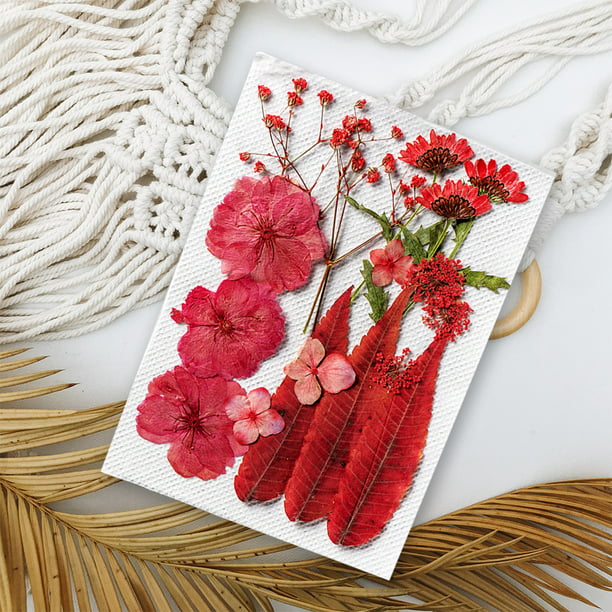 DALARAN Paquete de 3 flores secas prensadas para hacer resina y velas,  múltiples flores naturales prensadas coloridas flores secas decorativas  para