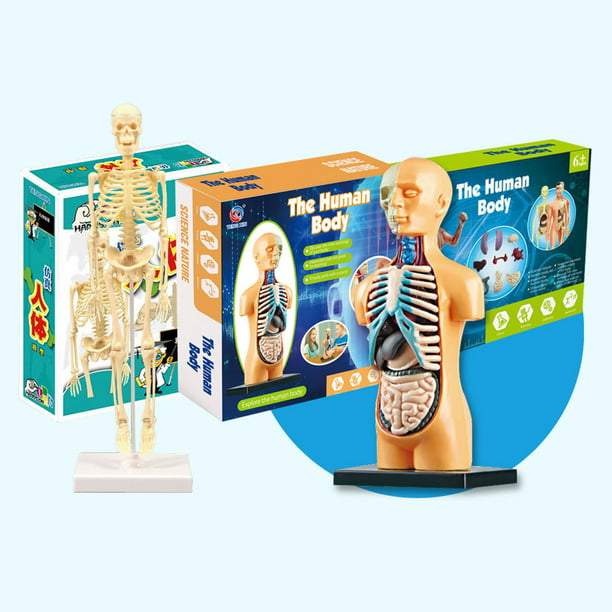 Modelo de cuerpo humano Órganos y huesos Kit de herramientas de aprendizaje  de ensamblaje simple Mod Abanopi TXMR-026