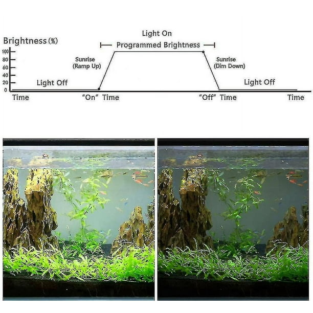 Amanecer en el acuario