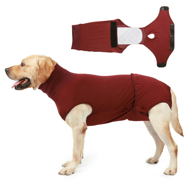 Basics Pañales desechables solo para perro macho, XS, Paquete de 30,  Blanco : : Productos para mascotas