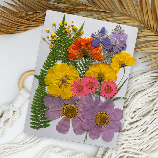 Delicado juego de acuarelas florales prensadas y arreglos de flores secas  en la paleta de colores naturales.