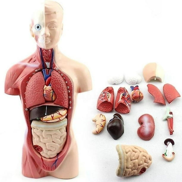 Modelo anatomico de cuerpo humano (torso)