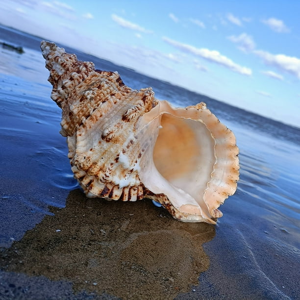 Decoración de concha de mar natural, Artesanía de conchas de mar naturales