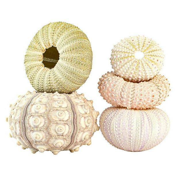 1 Caja Estrellas Mar Conchas Marinas Naturales, Accesorios Decoración  Hogar, Decoración Acuario, Adorno Marino, Compre Ahora Ofertas Tiempo  Limitado