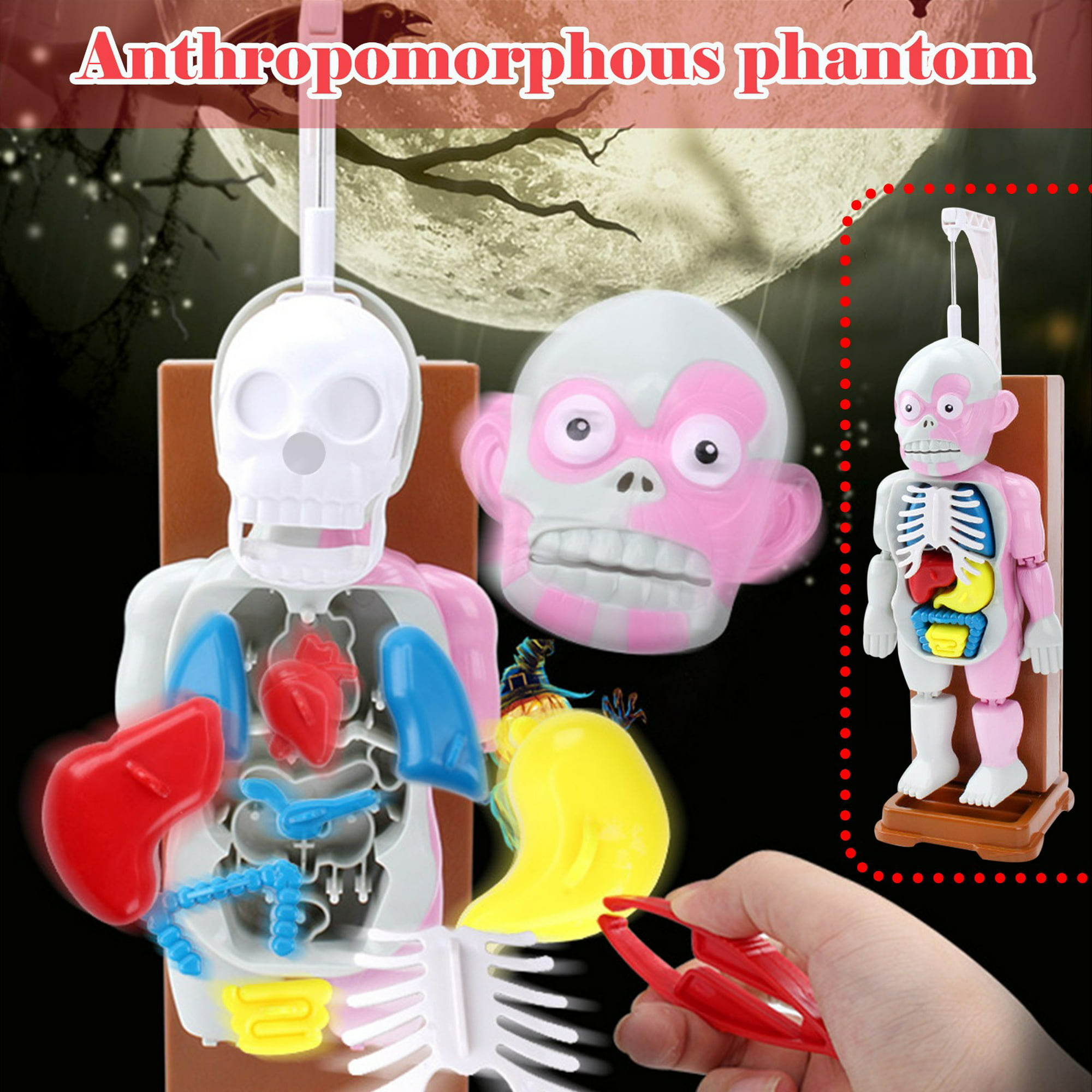 Desmontable 3D cuerpo Torso modelo educativo 3D rompecabezas DIY juguetes  montaje Zulema Anatomía del cuerpo humano