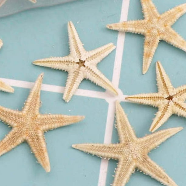 1 Caja Estrellas Mar Conchas Marinas Naturales, Accesorios
